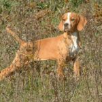 Portugisisk Pointer