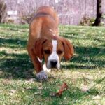 Portugisisk Pointer