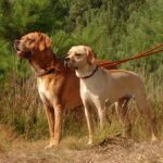 Portugisisk Pointer
