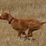 Portugisisk Pointer