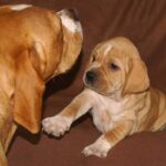 Portugisisk Pointer