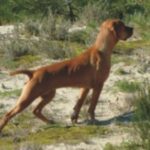 Portugisisk Pointer