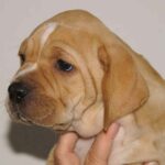 Portugisisk Pointer