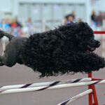 Portugisisk Vannhund