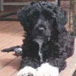 Portugisisk Vannhund