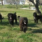 Portugisisk Vannhund