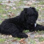 Portugisisk Vannhund