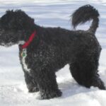 Portugisisk Vannhund