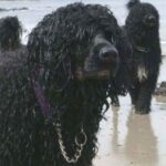 Portugisisk Vannhund