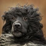 Portugisisk Vannhund