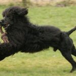 Portugisisk Vannhund