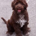 Portugisisk Vannhund