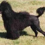 Portugisisk Vannhund