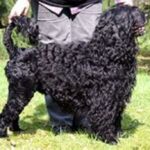 Portugisisk Vannhund