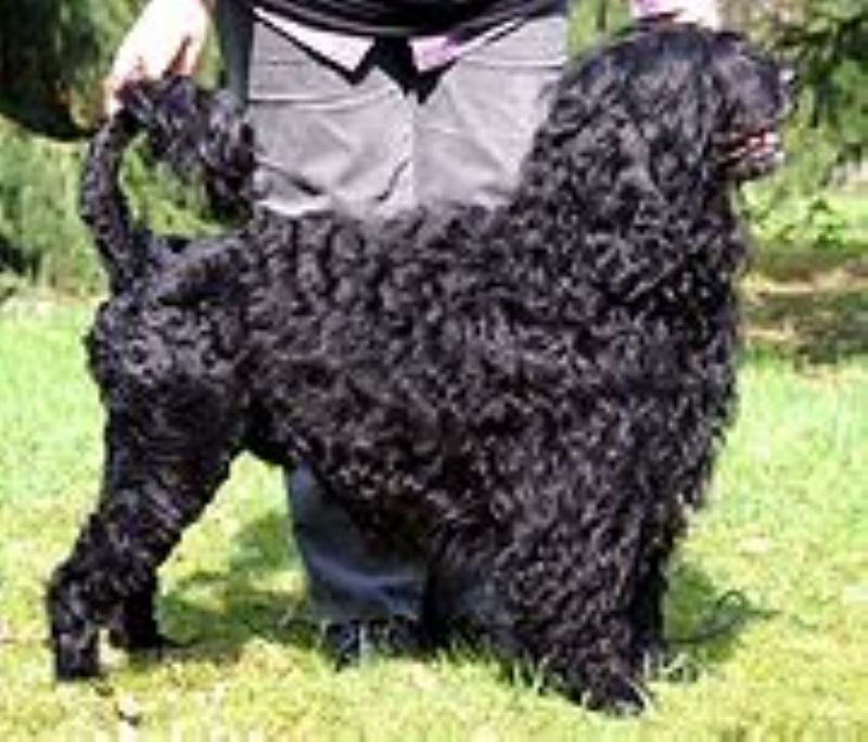 Portugisisk Vannhund