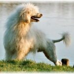 Portugisisk Vannhund