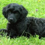 Portugisisk Vannhund