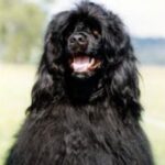 Portugisisk Vannhund