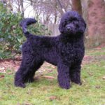 Portugisisk Vannhund