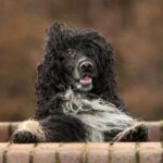 Portugisisk Vannhund