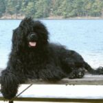 Portugisisk Vannhund