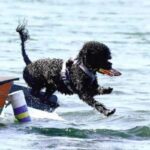 Portugisisk Vannhund