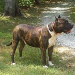 Presa Canario