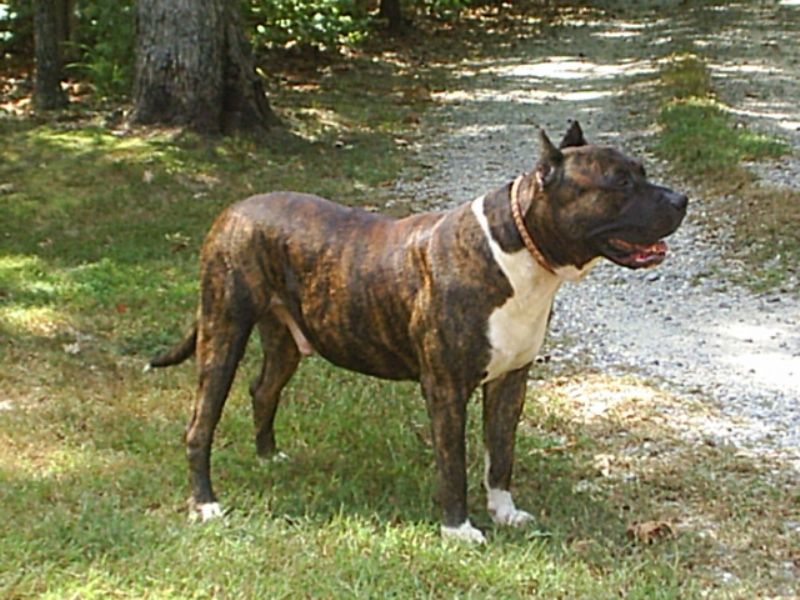 Presa Canario