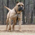 Presa Canario
