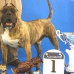 Presa Canario