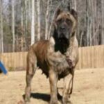 Presa Canario
