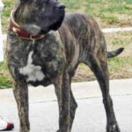 Presa Canario