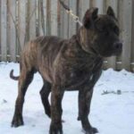 Presa Canario