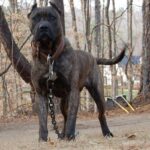 Presa Canario