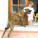 Presa Canario