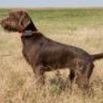 Pudelpointer