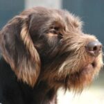 Pudelpointer