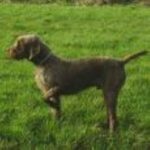 Pudelpointer