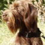Pudelpointer