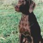 Pudelpointer