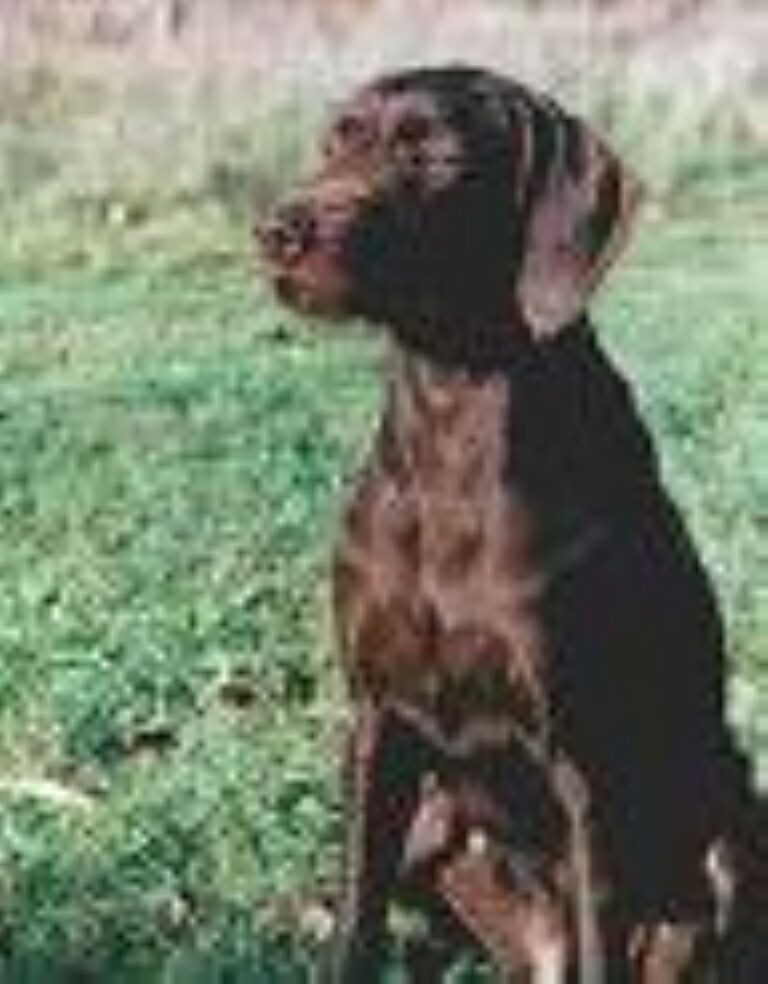 Pudelpointer
