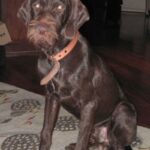 Pudelpointer