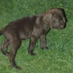 Pudelpointer