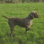 Pudelpointer
