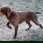 Pudelpointer