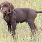 Pudelpointer