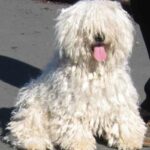 Puli