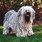 Puli