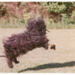 Puli