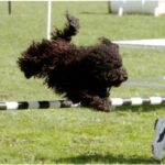 Puli